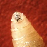 screwworm