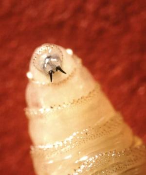 screwworm